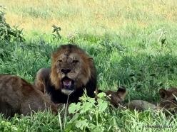 Lions (Panthera leo melanochaita) (14)