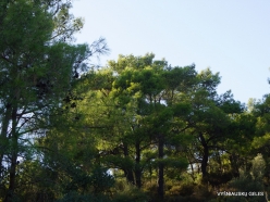 Goynuk. Brutia pine (Pinus brutia)