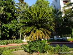 Goynuk. Sago Palm (Cycas revoluta)