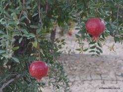 Near Pamukkale. Pomegranate (Punica granatum) (2)