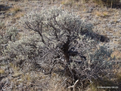 Grand Tetono nacionalinis parkas. Tridantis kietis (Artemisia tridentata) (2)