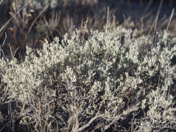 Grand Tetono nacionalinis parkas. Tridantis kietis (Artemisia tridentata)