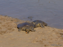 Alexander River National Park. African softshell turtle (Trionyx triunguis) (4)