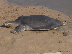 Alexander River National Park. African softshell turtle (Trionyx triunguis) (5)