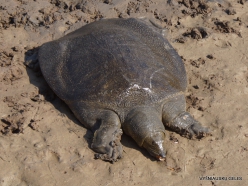 Alexander River National Park. African softshell turtle (Trionyx triunguis) (7)