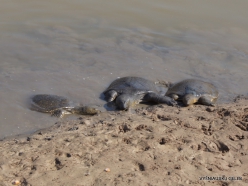 Alexander River National Park. African softshell turtle (Trionyx triunguis)