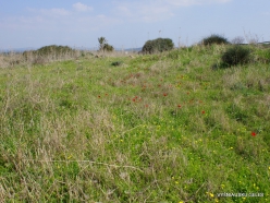 Habonim Beach Nature Reserve. Sharon Plain vegetation (batha) (2)
