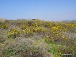Habonim Beach Nature Reserve. Sharon Plain vegetation (batha) (8)