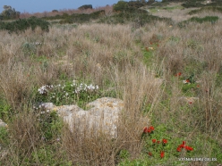 Hof Dor. Sharon Plain vegetation (batha) (13)