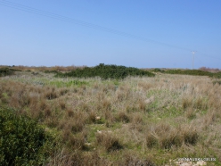 Hof Dor. Sharon Plain vegetation (batha) (2)