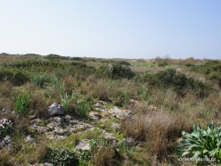 Hof Dor. Sharon Plain vegetation (batha) (3)
