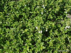 Hof Dor. Spanish Hedge-nettle (Prasium majus) (2)