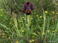 Near Netanya. Iris reserve. Coastal Iris (Iris atropurpurea) (16)