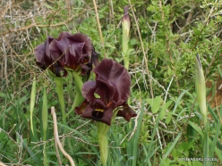 Near Netanya. Iris reserve. Coastal Iris (Iris atropurpurea) (20)