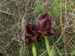 Near Netanya. Iris reserve. Coastal Iris (Iris atropurpurea) (22)