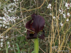 Near Netanya. Iris reserve. Coastal Iris (Iris atropurpurea) (3)