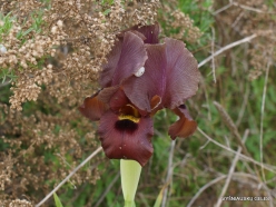 Near Netanya. Iris reserve. Coastal Iris (Iris atropurpurea) (4)