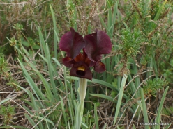 Near Netanya. Iris reserve. Coastal Iris (Iris atropurpurea) (6)
