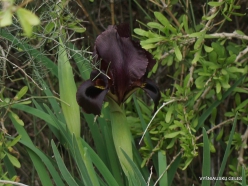 Near Netanya. Iris reserve. Coastal Iris (Iris atropurpurea) (9)