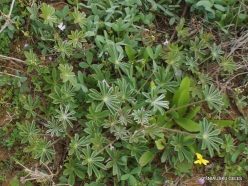 Near Netanya. Iris reserve. Palestine Lupine ( Lupinus palaestinus)