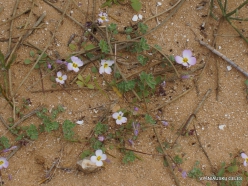 Near Netanya. Iris reserve. Pretty Maresia (Maresia pulchella)