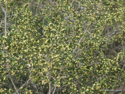 Near Netanya. Iris reserve. Shaggy sparrow-wort (Thymelaea hirsuta)-001