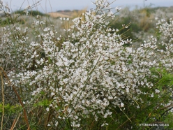 Near Netanya. Iris reserve. White Broom (Retama raetam) (2)