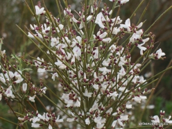 Near Netanya. Iris reserve. White Broom (Retama raetam) (3)