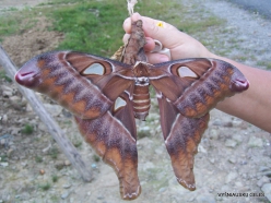 West Papua. Arfak Mountains. Meni. Hercules moth (Coscinocera hercules) (2)