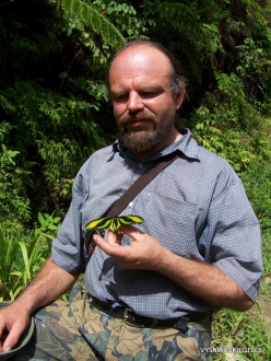 West Papua. Arfak Mountains. Meni. Paradise birdwing (Ornithoptera paradisea arfakensis)