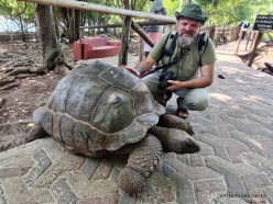 Changuu (Prison) Island . Aldabra giant tortoises (Aldabrachelys gigantea) (14)
