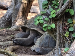 Changuu (Prison) Island . Aldabra giant tortoises (Aldabrachelys gigantea) (15)