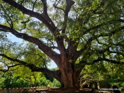 Changuu (Prison) Island. Very old Tamarind tree (Tamarindus indica)