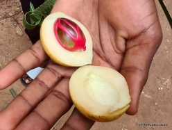 Hakuna Matata spice farm. Nutmeg (Myristica fragrans)