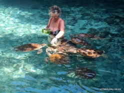 Nungwi Natural Pool. Green sea turtles (Chelonia mydas) (6)