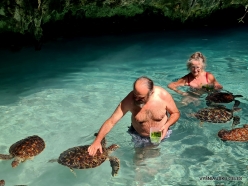 Nungwi Natural Pool. Green sea turtles (Chelonia mydas) (9)