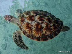 Nungwi Natural Pool. Green sea turtles (Chelonia mydas)