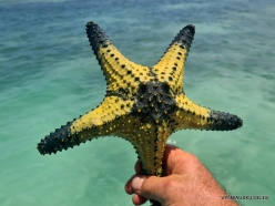 Paje Beach. Starfish (16)