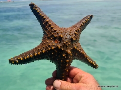 Paje Beach. Starfish (19)
