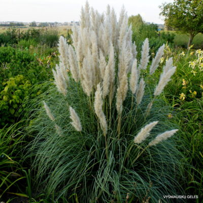 Cortaderia selloana ‘Patagonia‘