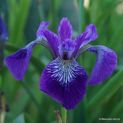 Iris-versicolor-3
