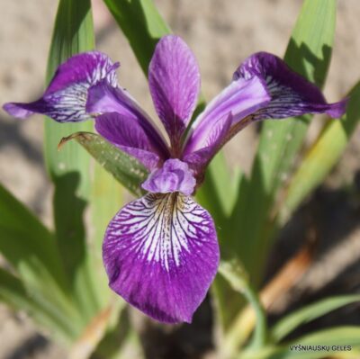 Iris versicolor 'Kermesina'