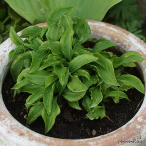 'Kinbotan'