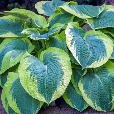 Melsvės ‘Northern Hallo‘