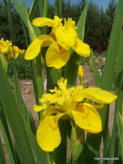 Iris pseudacorus ‘Flore Pleno‘