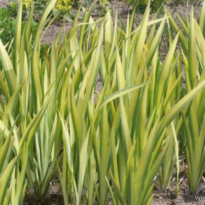 Iris pseudacorus ‘Variegata’