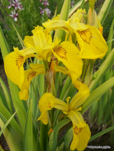 Iris pseudacorus ‘Variegata’