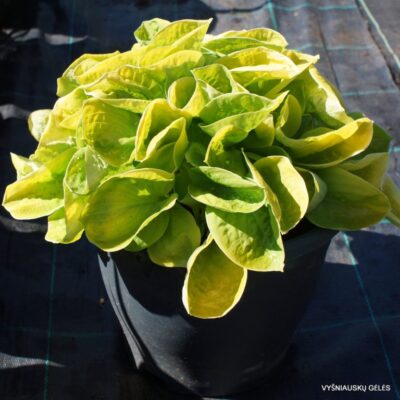 ‘Eye Catcher’ (2)