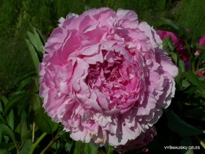 ‘Garbė Motinai‘