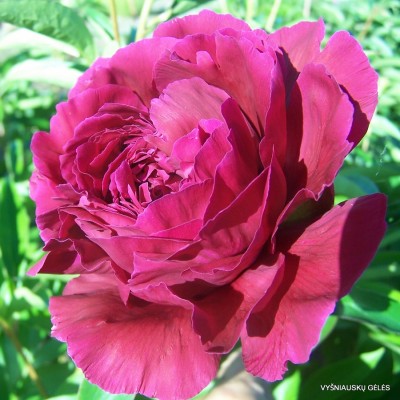 Bijūnas ‘Hong Zhu‘